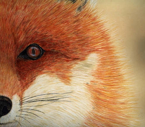 particolare_volpe2-1